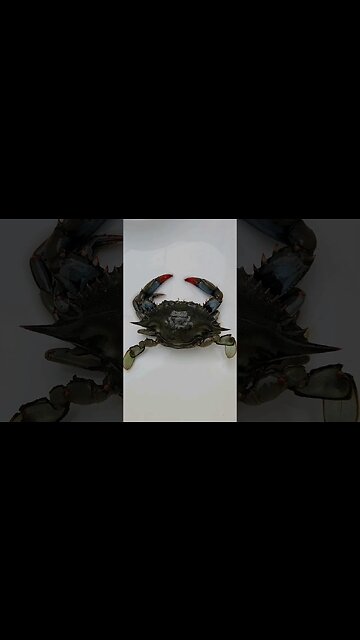 1st pole netted Blue Crab!!