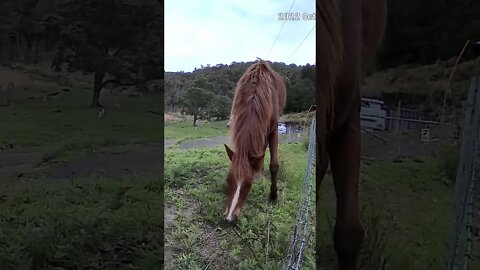 The secret lives of horses