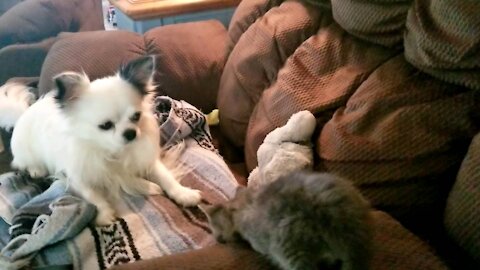 Kitty meet chihuahua