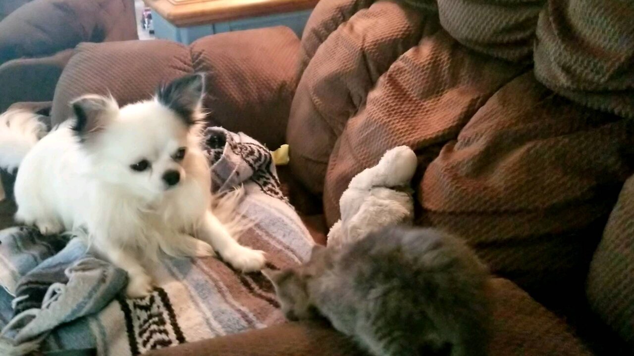 Kitty meet chihuahua