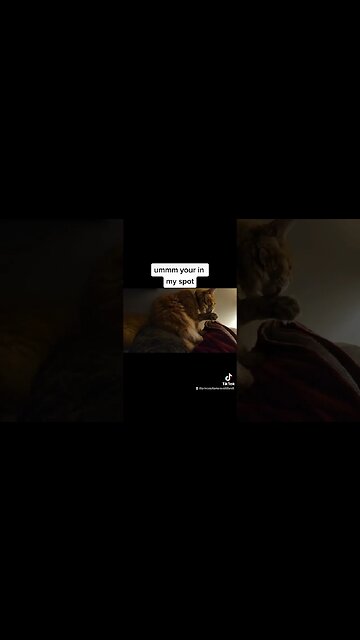 Maine Coon Kitten Umm you're in my spot