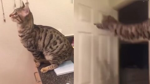 Funny cat tries to jump to the door but falls on the floor