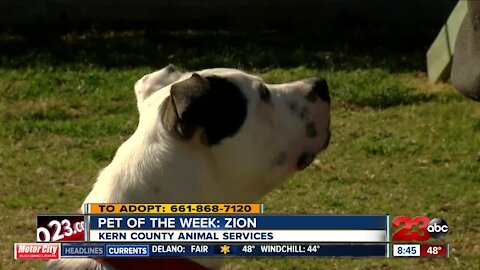 Pet of the Week: Zion