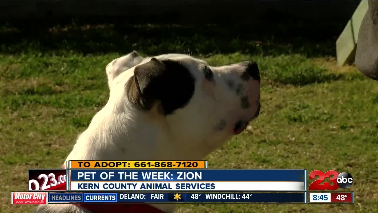 Pet of the Week: Zion