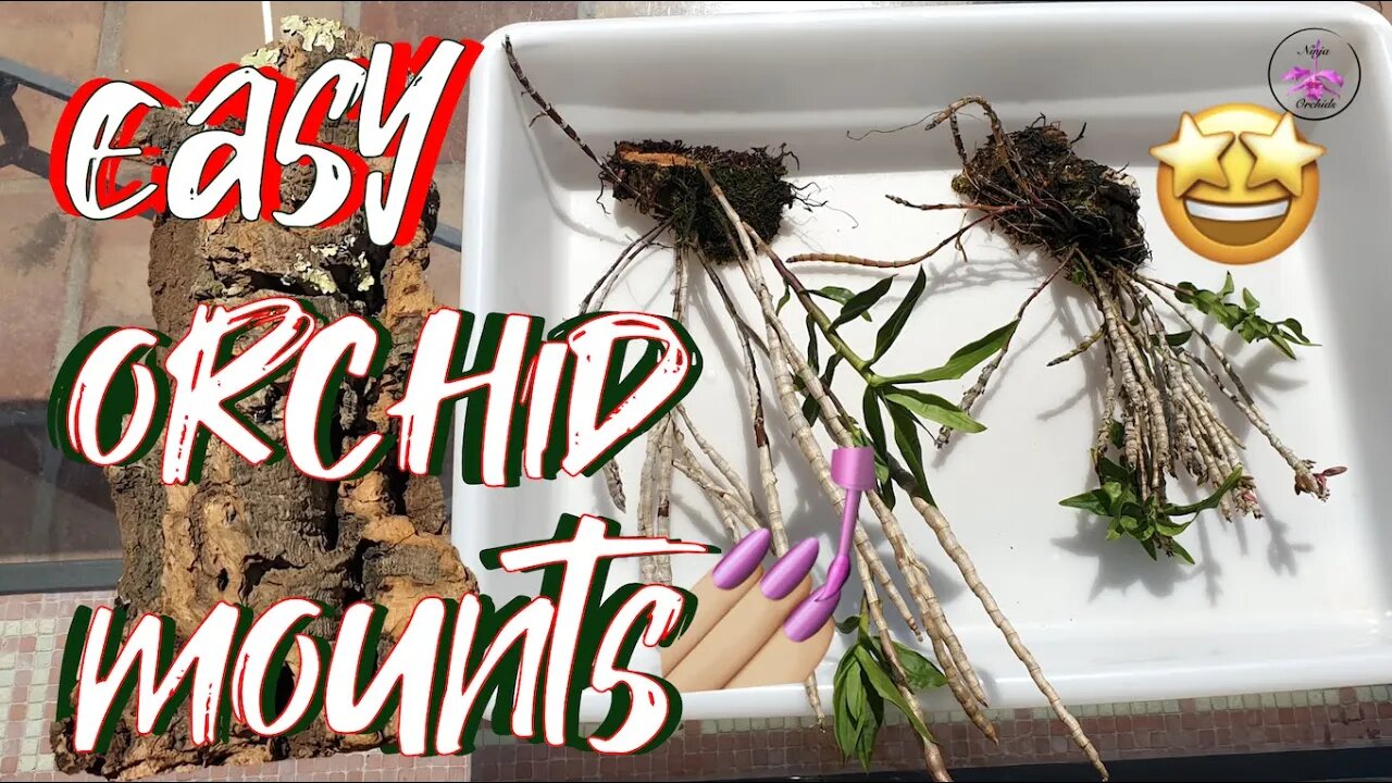 💯 EASIEST Method of Mounting Orchids 💯 | Min. Stress Max. Support | Looks GREAT! 💪🏼#ninjaorchids