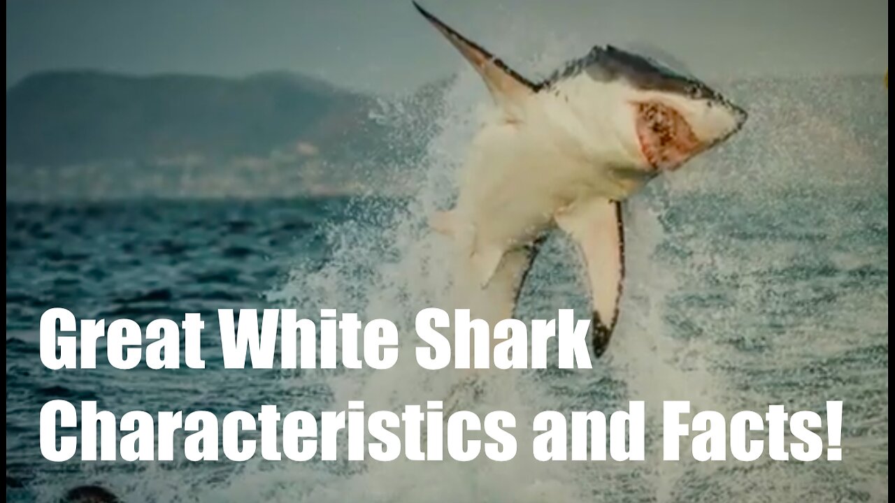 Great White Shark || Characteristics and Facts!