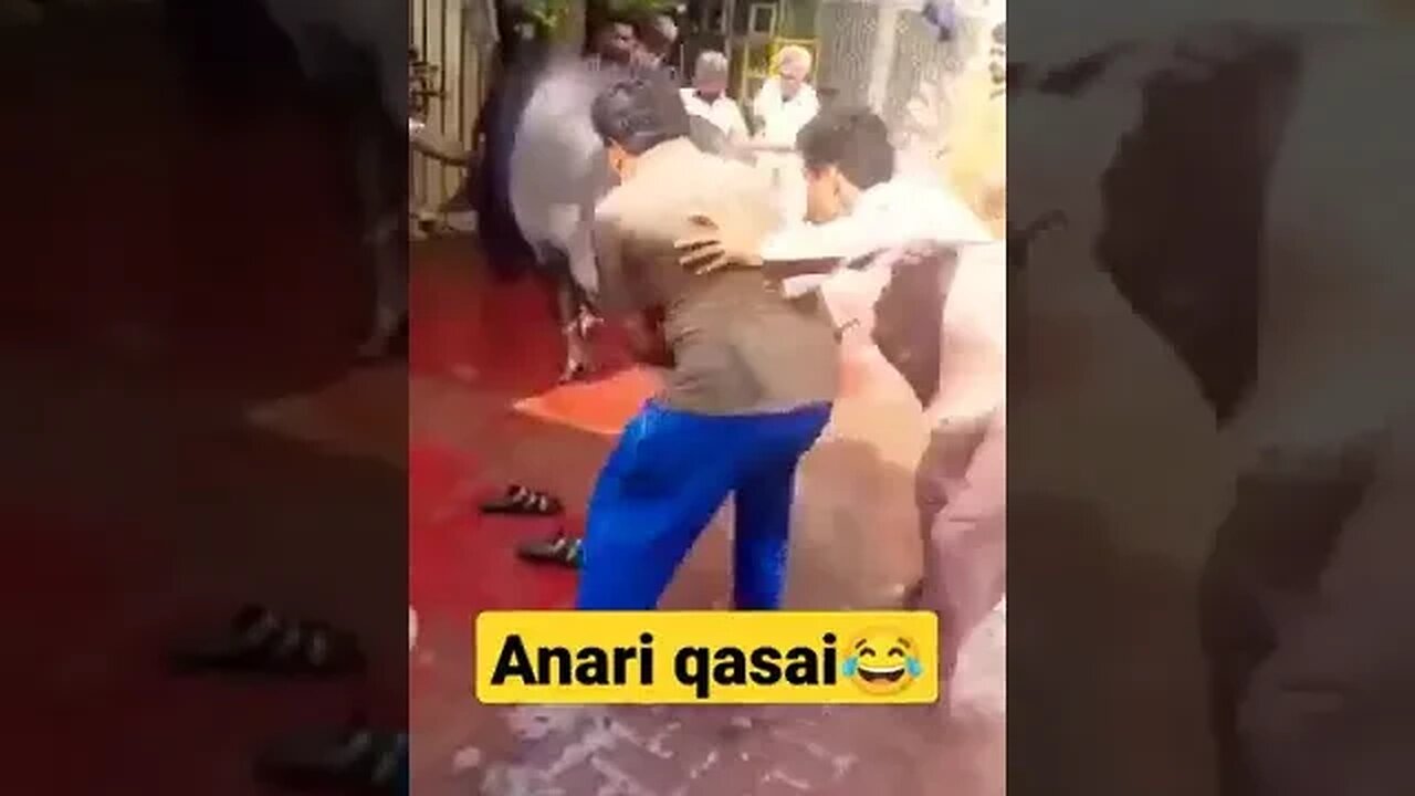 Anari Qasai vs bull funny video #anariqasai #osman #shorts #youtubeshorts #qurbani #eidmubarak