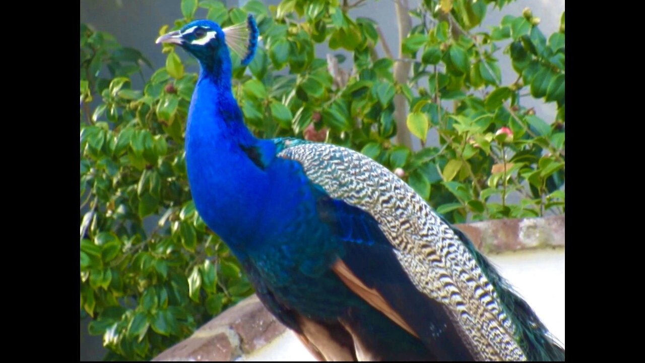 Beautiful peacock adorns mailbox in suburban Los Angeles