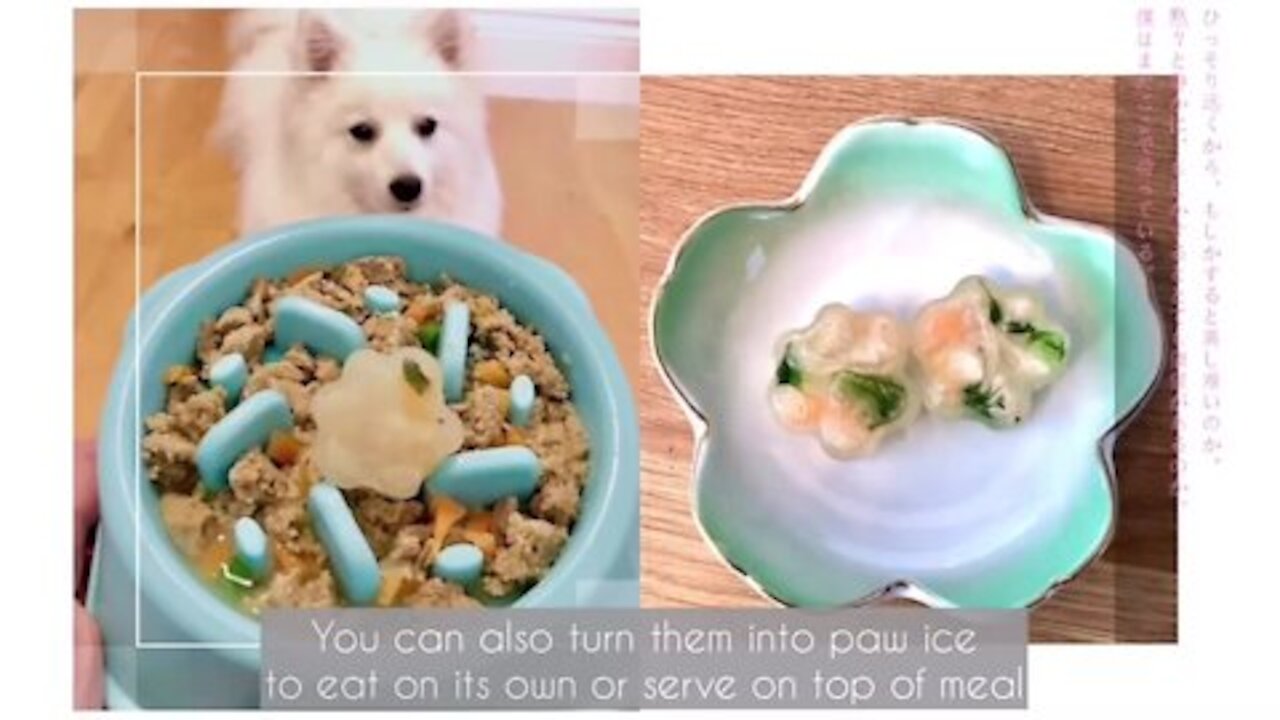 Homemade Recipe for Dogs: Kumo's Chicken and Vegetable Broth