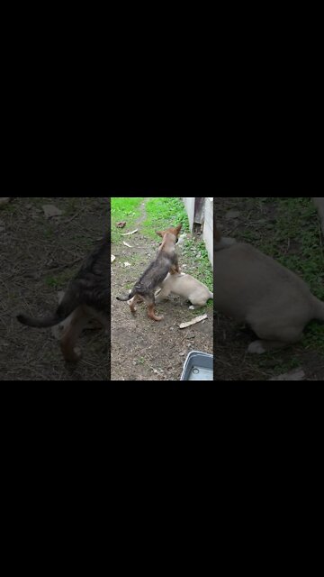 Щенячьи разборки