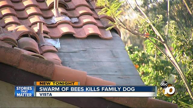 Swarm of bees kills family dog
