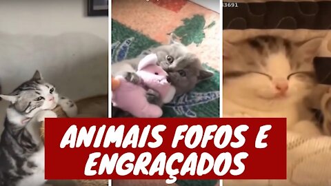 Cães e gatos engraçados, compilação 1 de animais engraçados