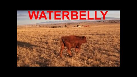 WATERBELLY | Caring After Livestock