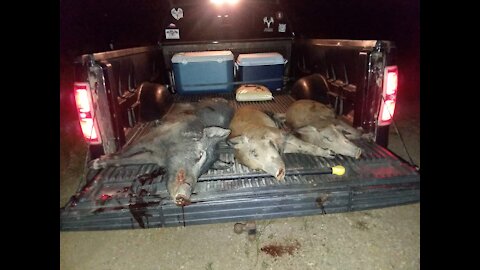 TEXAS HOG HUNTING