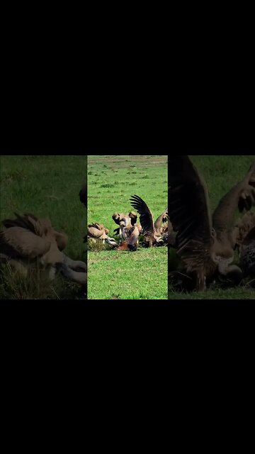 Vulture Feast #shorts | #ShortsAfrica
