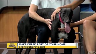 Rescues in Action Jan. 5 | Make Derek your new pal