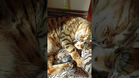 Sunny sleeper #bengalcat #cats