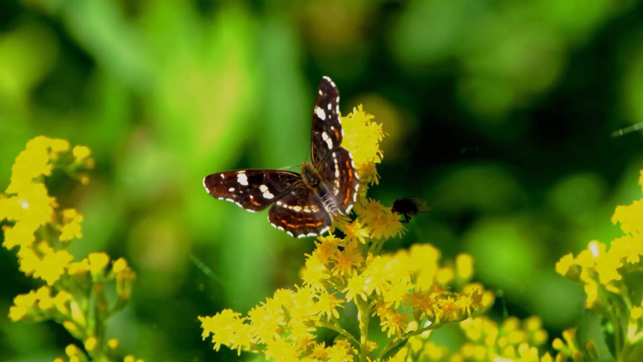 How butterfly collect honey | Beautiful butterfly seeking honey | How to collect honey | flowers