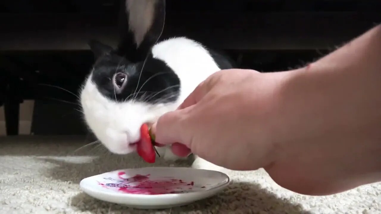 Rabbit Hates a New, Terrible Taste