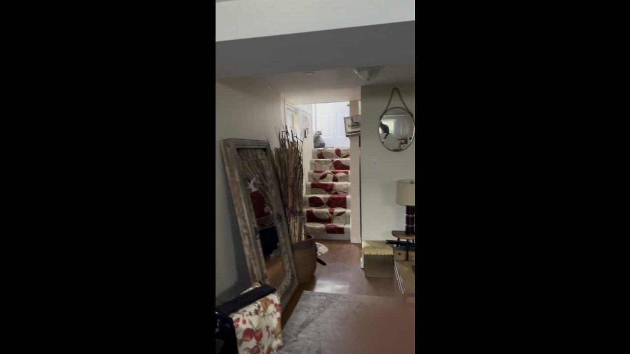 Love In The Healing Home ❤️🏡🐈