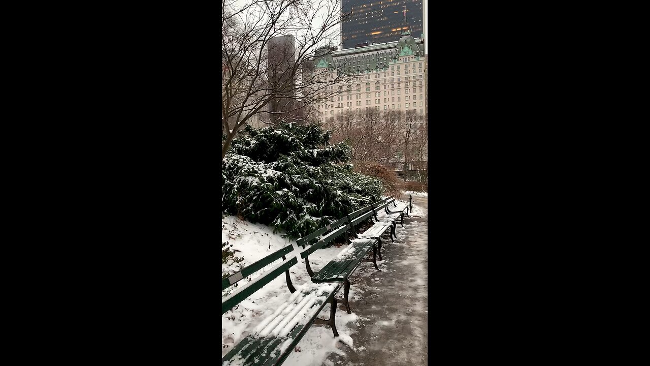 Walking in The snow 🌨️Central Park 🇺🇸🇺🇸 #shorts #viralshorts #trendingshorts