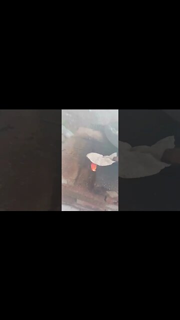 Murray making proper CHAPATIS, using my emergency stove #short