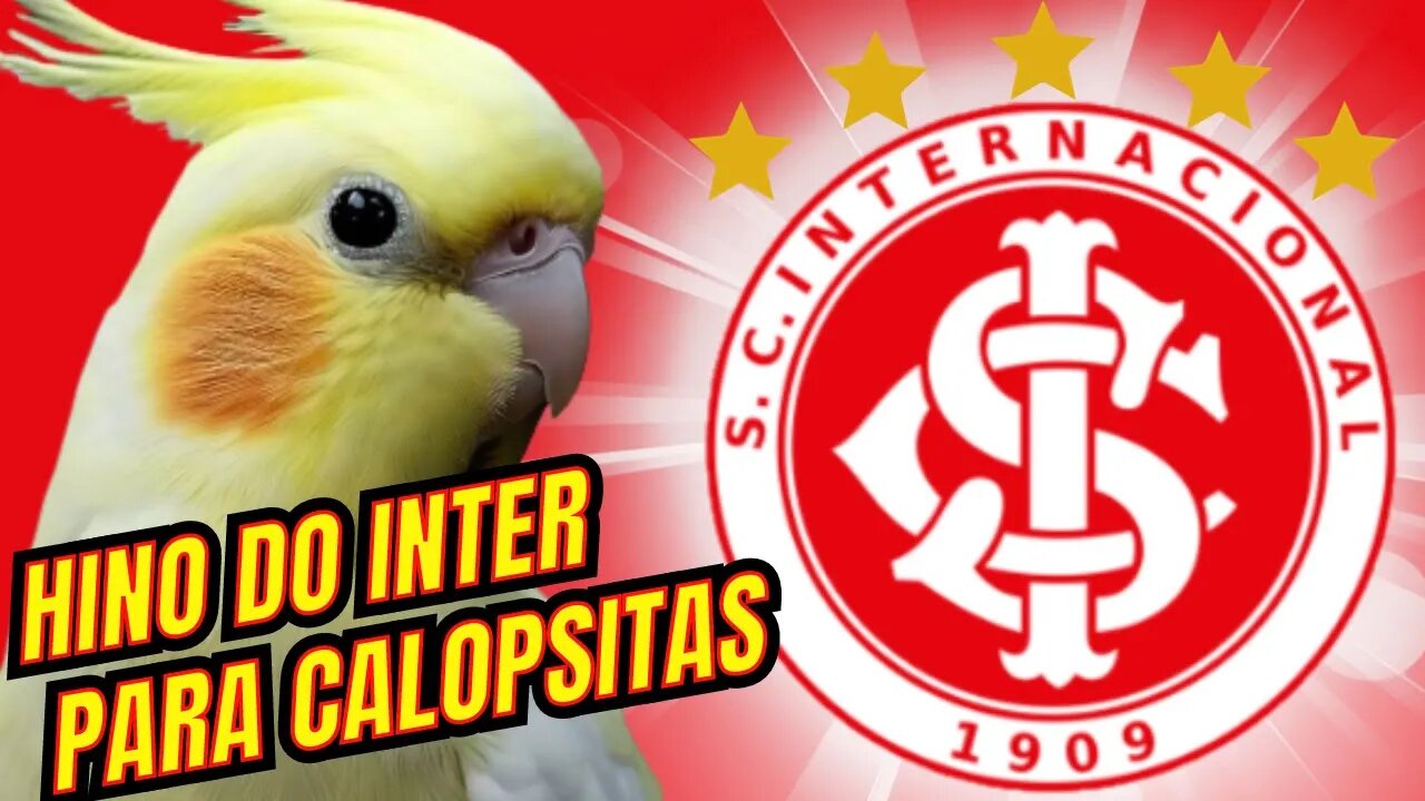 HINO DO INTERNACIONAL PARA CALOPSITAS