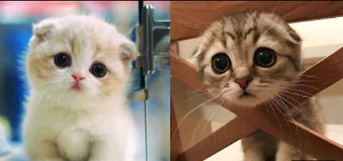 Cute cat compilation, Baby Kittens