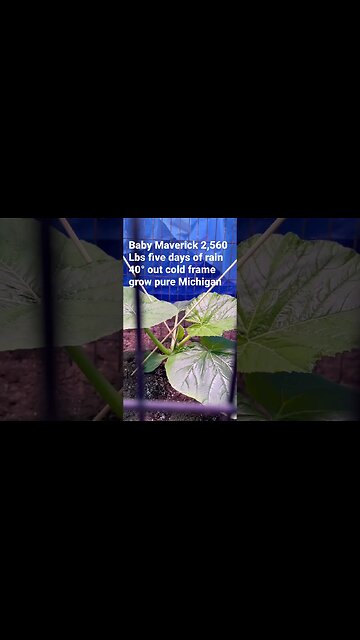 Starting Plants #giantpumpkin #pumpkins #bubba