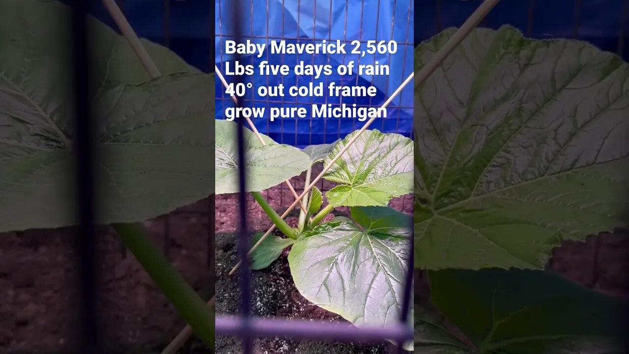 Starting Plants #giantpumpkin #pumpkins #bubba