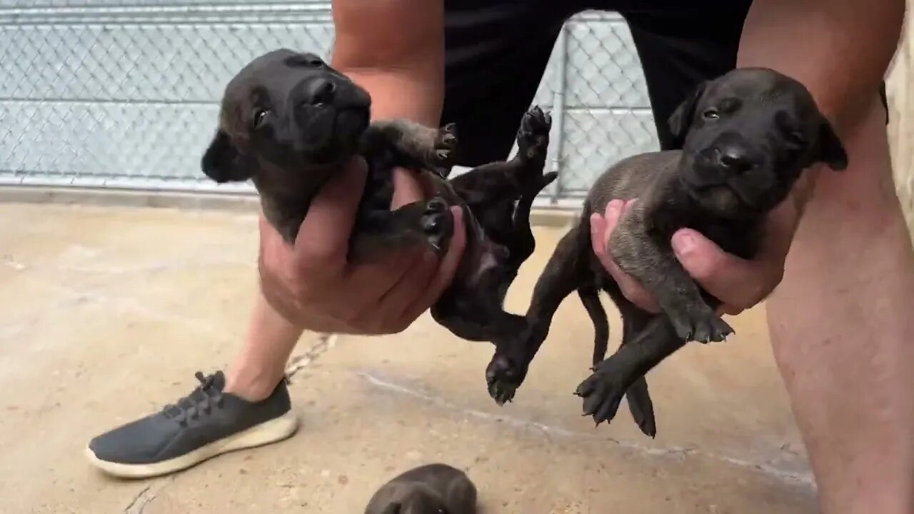 ASC’s Vlad x ASC’s Ladysmith pups at 2 wks (born June 18th)