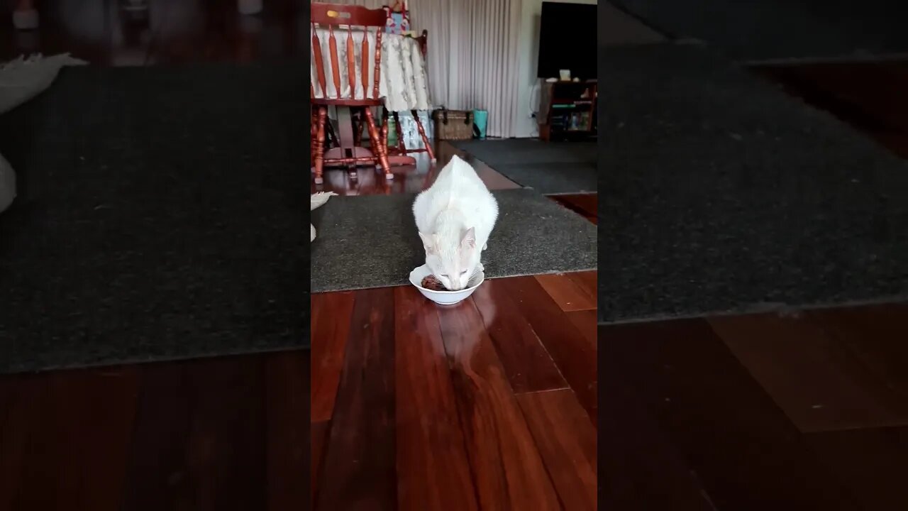 Meowxican Standoff #cats #standoff #feedingthehungry