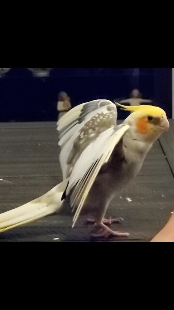 Proud cockatiel shows off his impressive wings