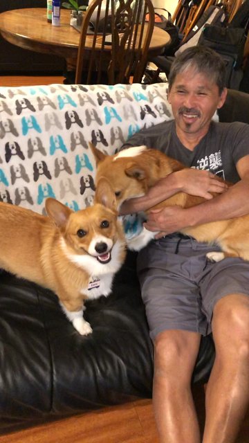 Jealous Corgis Hilariously Battle For Human's Affection