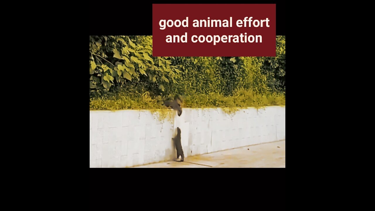 good animal effort and cooperation