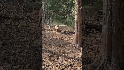 Pig Sitting in the Woods @UncleTimsFarm #kärnəvór #carnivore #shorts #pigtalk