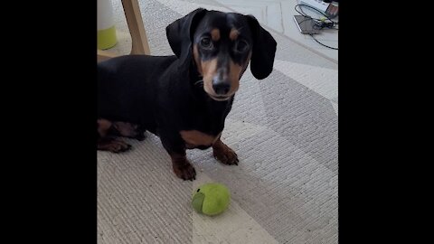 Play with a cute dog dachshund