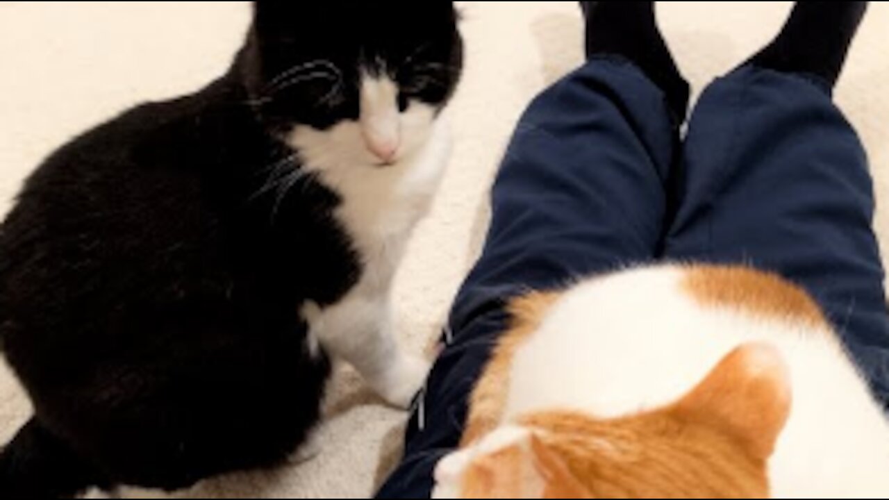 Jealous Cat Doesn't like It When Other Cat Sits On Owners Lap