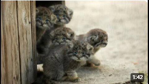 Funny Pallas's Cat Kitten Explores the World: Adorable and Hilarious Moments