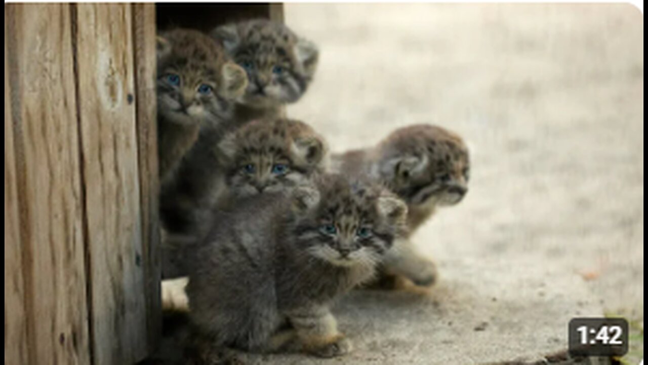 Funny Pallas's Cat Kitten Explores the World: Adorable and Hilarious Moments