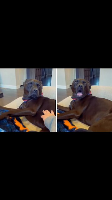 Dog Taking Affection, Does Not Like His Affection To Be Interrupted