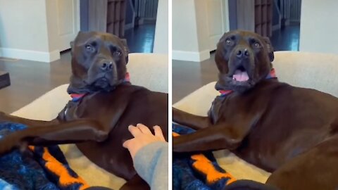 Dog Taking Affection, Does Not Like His Affection To Be Interrupted