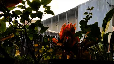 Soothing Sounds Rainy Day In The Garden Relaxing Study Sleep Nature Sounds