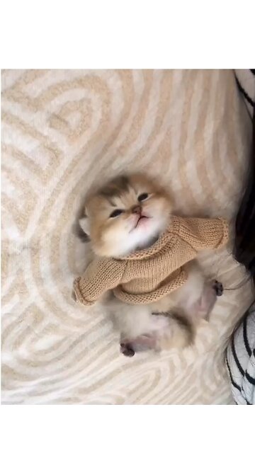 Brace yourself for an overload of cuteness! 🐾🐱 These adorable kittens will melt your heart