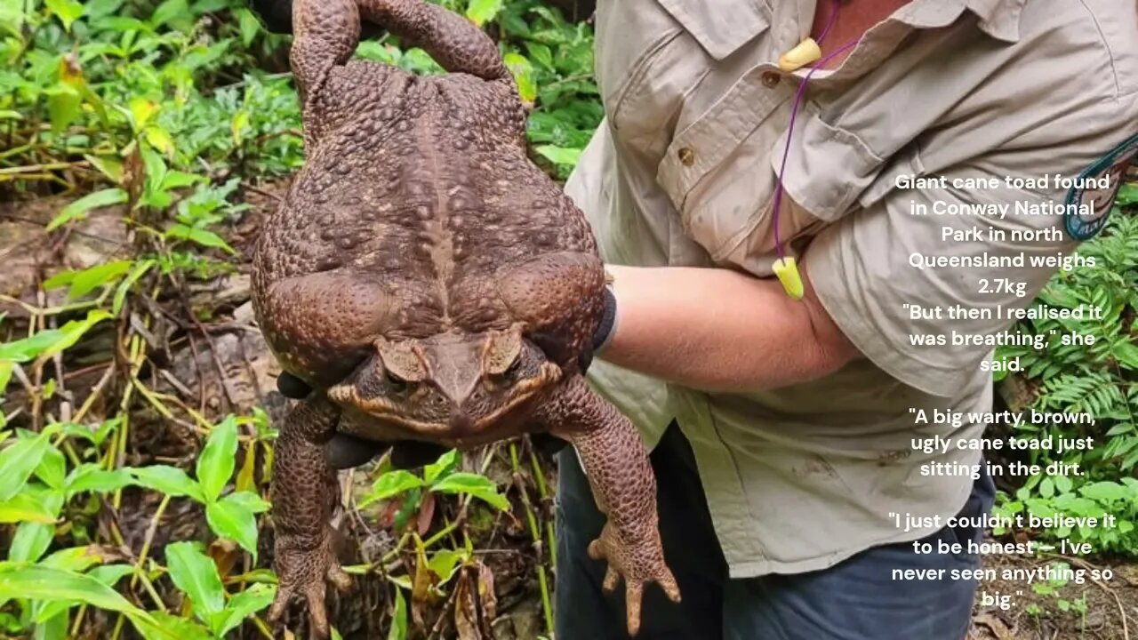 Giant cane toad found in Conway National Park in north Queensland weighs 2.7kg #shorts