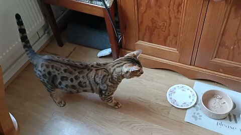 Large cat gets in small bed