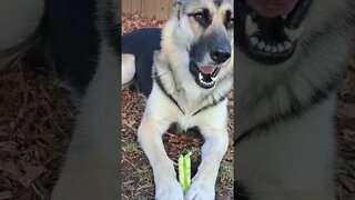 Maple Loves Celery #shorts #dogmeme #doggo #shepsky