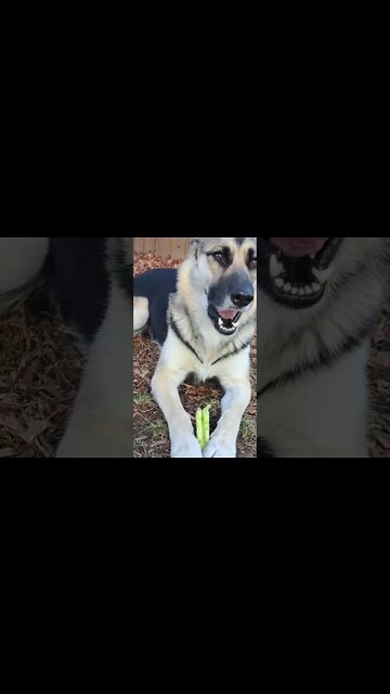 Maple Loves Celery #shorts #dogmeme #doggo #shepsky
