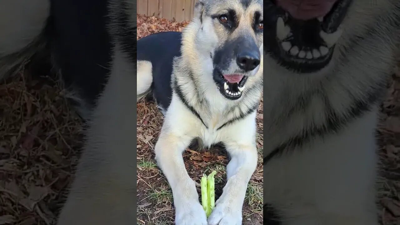 Maple Loves Celery #shorts #dogmeme #doggo #shepsky