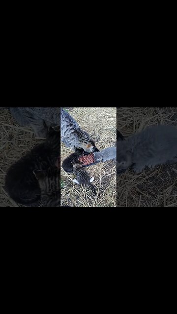 Cronch Monch Nibble Nip